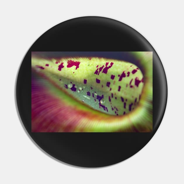 Colorful carnivorous plant Pin by chiaravisuals