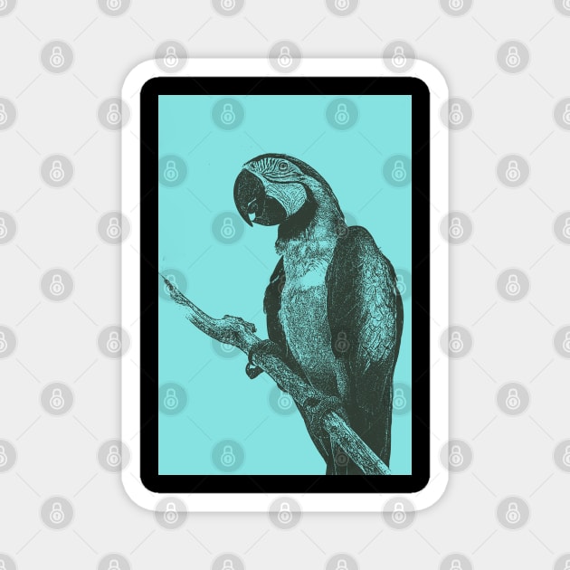 Macaw Bitmap Effect Magnet by Animalloova