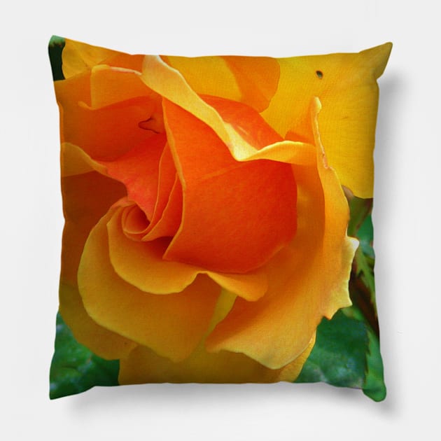 Ragged rose Pillow by FriendlyComputerHelp