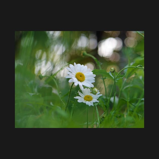 White daisy flower among green grasses with a nice bokeh. by fantastic-designs