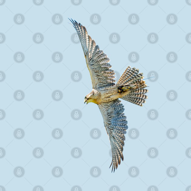 Falconers hybrid Gyr falcon in flight by dalyndigaital2@gmail.com