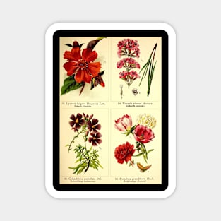 Vitage flower collection Magnet