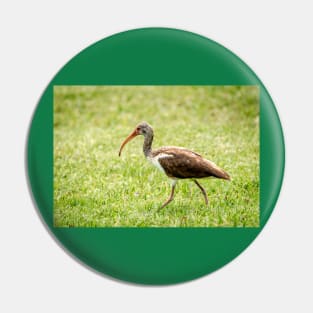 Young White Ibis Feeding in the Grass Pin