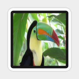 Keel billed Toucan Magnet