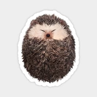 Cute Hedgehog Magnet