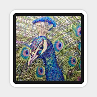 Bright Colourful Peacock Magnet