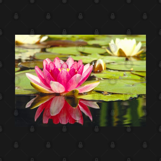 Meditation Wall Art Print - Water Lily Meditation - canvas, Photo print, artboard print, poster Canvas Print by DigillusionStudio