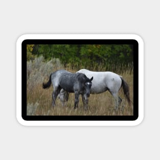 Wild Horses Magnet