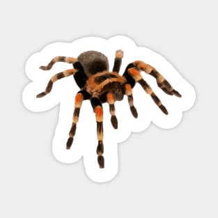 Tarantula Magnet
