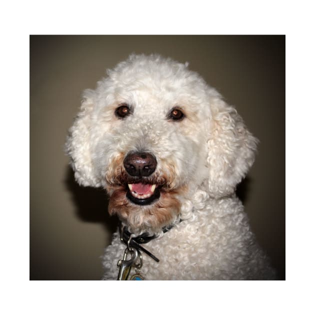 Jake The Labradoodle by Cynthia48