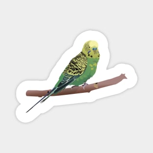 Budgerigar Parrot Magnet