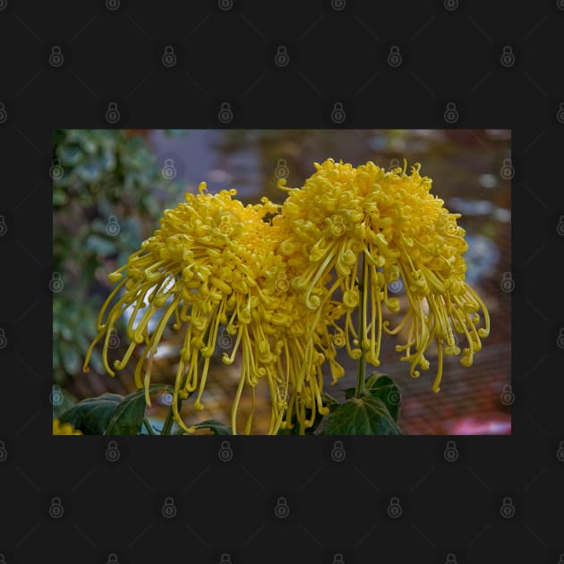 USA. Pennsylvania. Longwood Gardens. Spider Mums. by vadim19