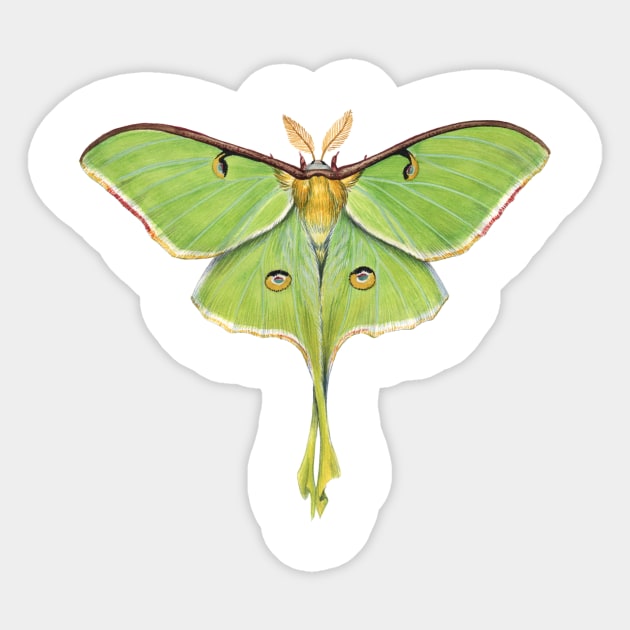 Luna Moth Sticker - Wild Roots Apothecary