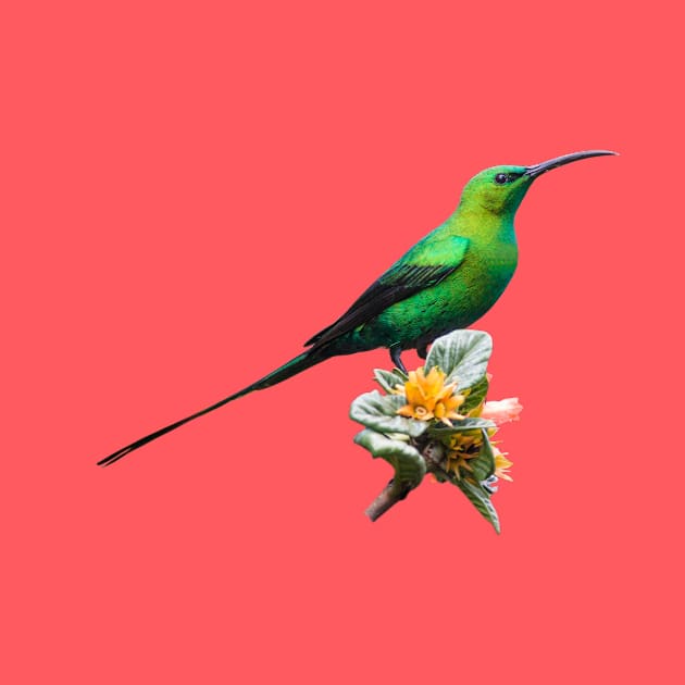 Malachite Sunbird Male in Metallic Green Breeding Plumage by scotch