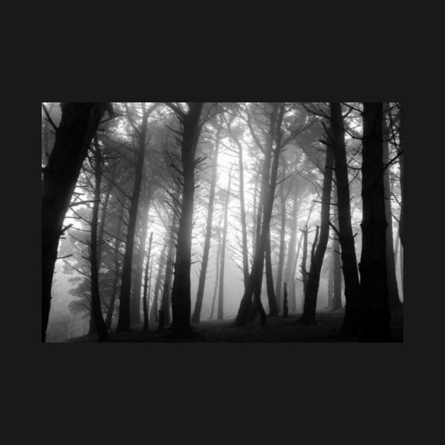 Misty forest on Killiney Hill by shaymurphy