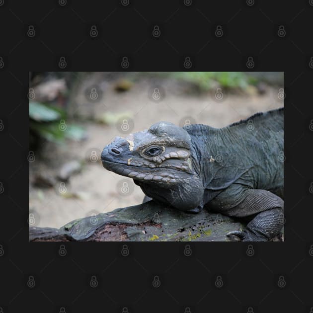 Rhino Iguana by LeanneAllen