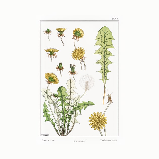 Dandelion (1896) by WAITE-SMITH VINTAGE ART