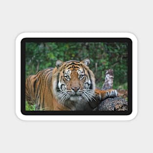 Sumatran Tiger Magnet