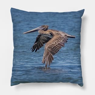 Flying Brown Pelican Touches Water with Wing Pillow