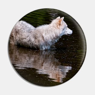 Arctic Wolf In Pond Pin