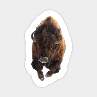 Charging Bison Magnet