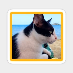 Cat on the Beach Magnet