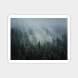 Sunlit foggy fir forest Magnet