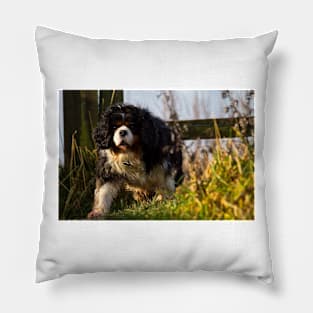 Cavalier King Charles Spaniel out walking Pillow