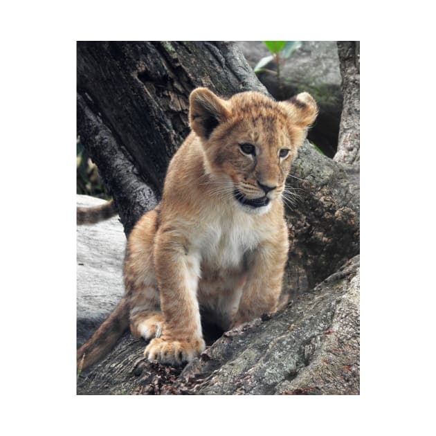 Lion Cub by kirstybush