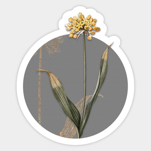 Vintage Golden Garlic Botanical Illustration on Circle - Vintage Botanical - Sticker