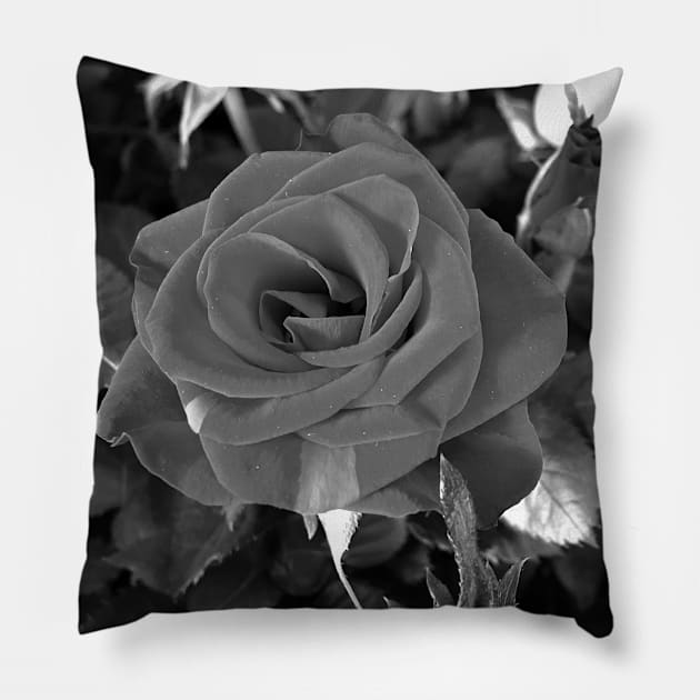 Roses Outside the Store in Black and White 4 Pillow by Ric1926