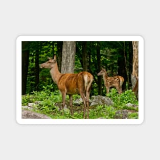 Red Deer Doe And Fawn Magnet