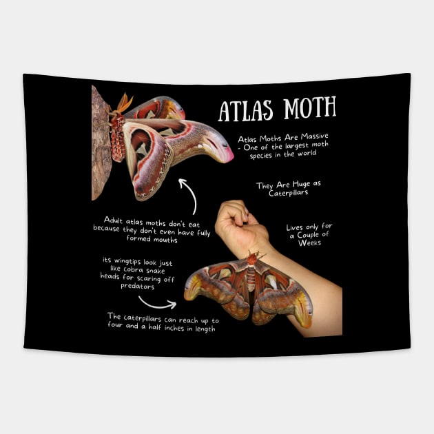 Animal Facts - Atlas Moth Tapestry by Animal Facts and Trivias