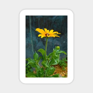 Black Eyed Susan Solo Magnet