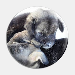 Dogs puppies / Swiss Artwork Photography Pin