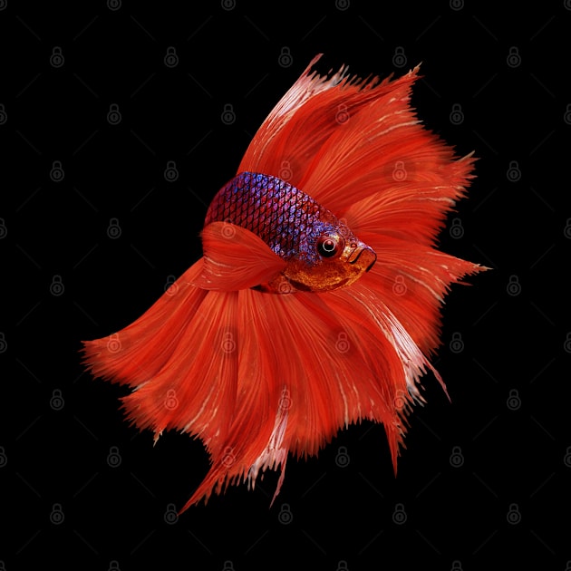 Betta fish NEW!!! by INDONESIA68