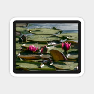 Pond with Water Lilies Magnet