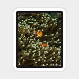 A Pair of Anemonefish Magnet