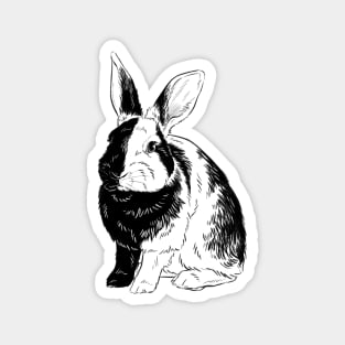 Harlequin Bunny Magnet