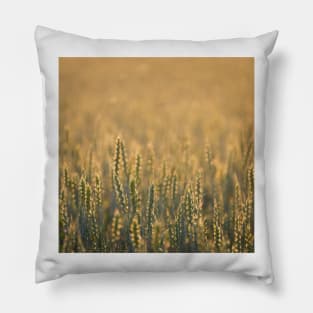 Common wheat Pillow