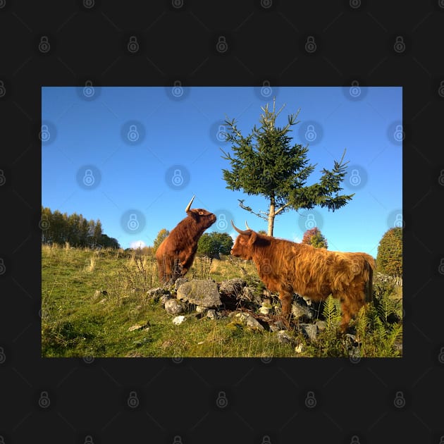 Scottish Highland Cattle Cows 1000 by SaarelaHighland