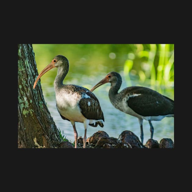 American white ibis 2 by KensLensDesigns