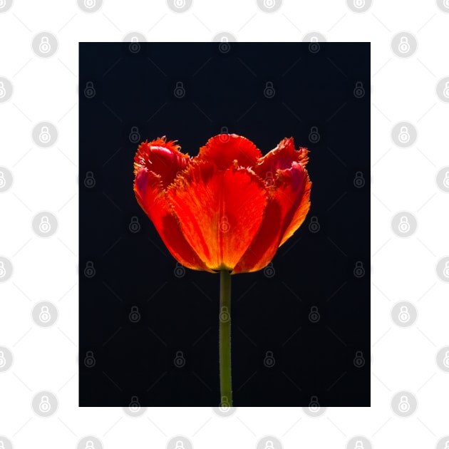 Garden Tulip In Sunlight 1 by Robert Alsop