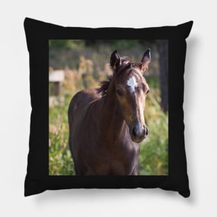 TB COLT Pillow