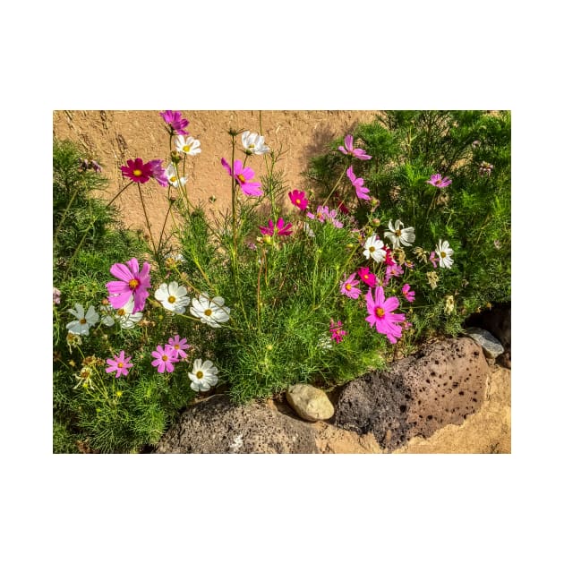 Pink and White Cosmos Garden by Debra Martz