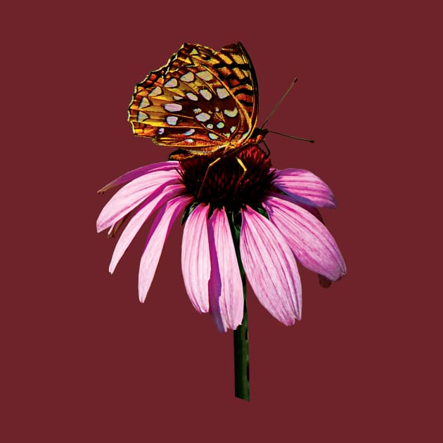 Daisies - Fritillary on Purple Coneflower by SusanSavad