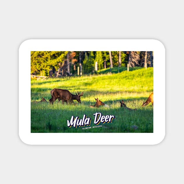 Mule Deer at Yellowstone Magnet by Gestalt Imagery
