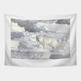 White on White. Arctic Fox #1, on the Tundra, Hudson Bay, Canada Tapestry