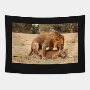 "Nibble, Nibble".  Lions Copulating, Maasai Mara, Kenya Tapestry