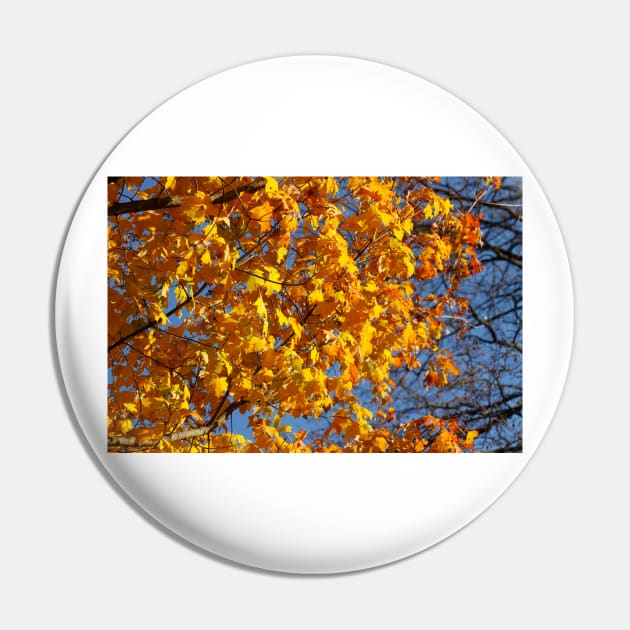 Maple (Acer ), golden yellow autumn leaves hanging from a tree, Germany Pin by Kruegerfoto